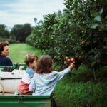 시니어 운동 프로그램에 바레가 효과적인 이유 Family picking apples from a tree in an orchard.